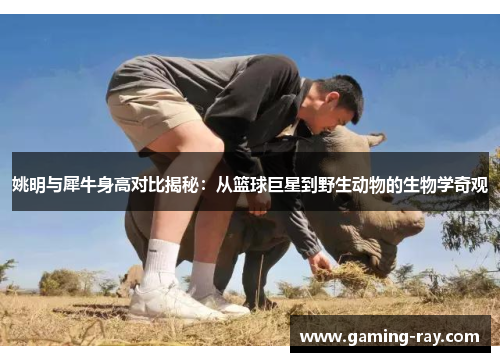 姚明与犀牛身高对比揭秘：从篮球巨星到野生动物的生物学奇观